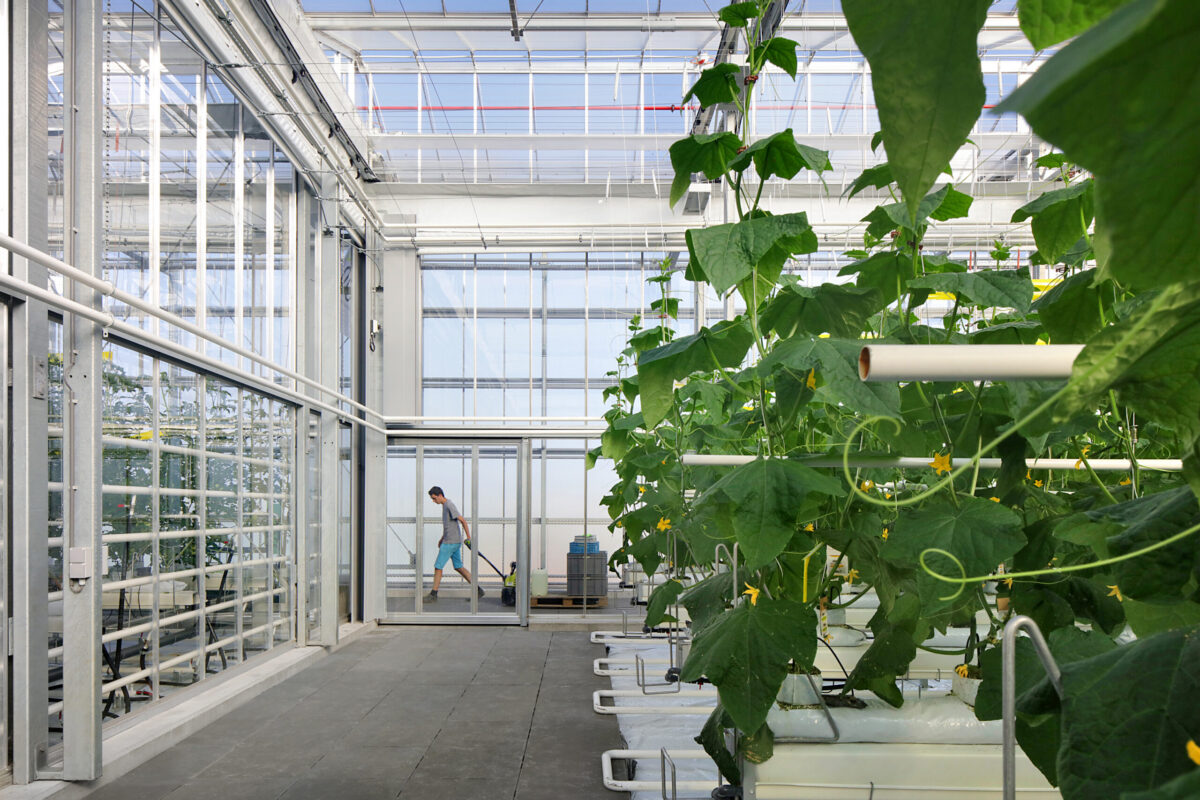 Serre de toit Agrotopia réalisé