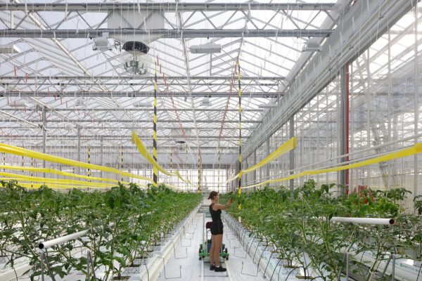 Serre de toiture Agrotopia Roulers